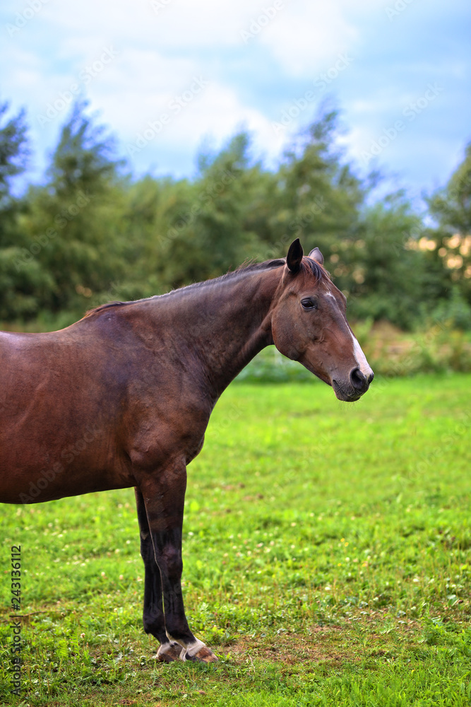 portrait of a brown thoroughbred horse