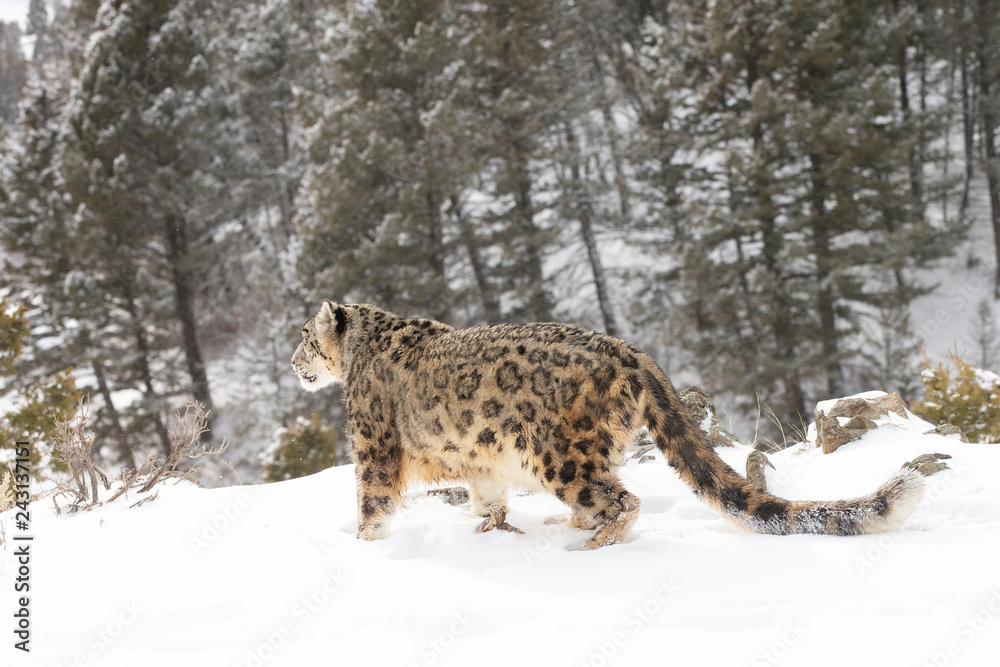 Rare, endangered, elusive Snow Leopard in cold winter snow scene