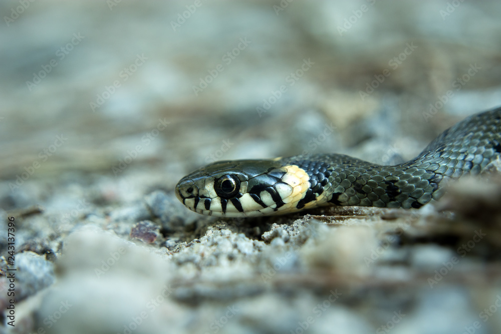 Grass snake crawling on the ground Grass snake crawling on the ground