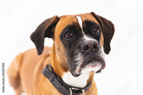 Portrait of brown pedigreed dog on the snow. Boxer. © alexander132