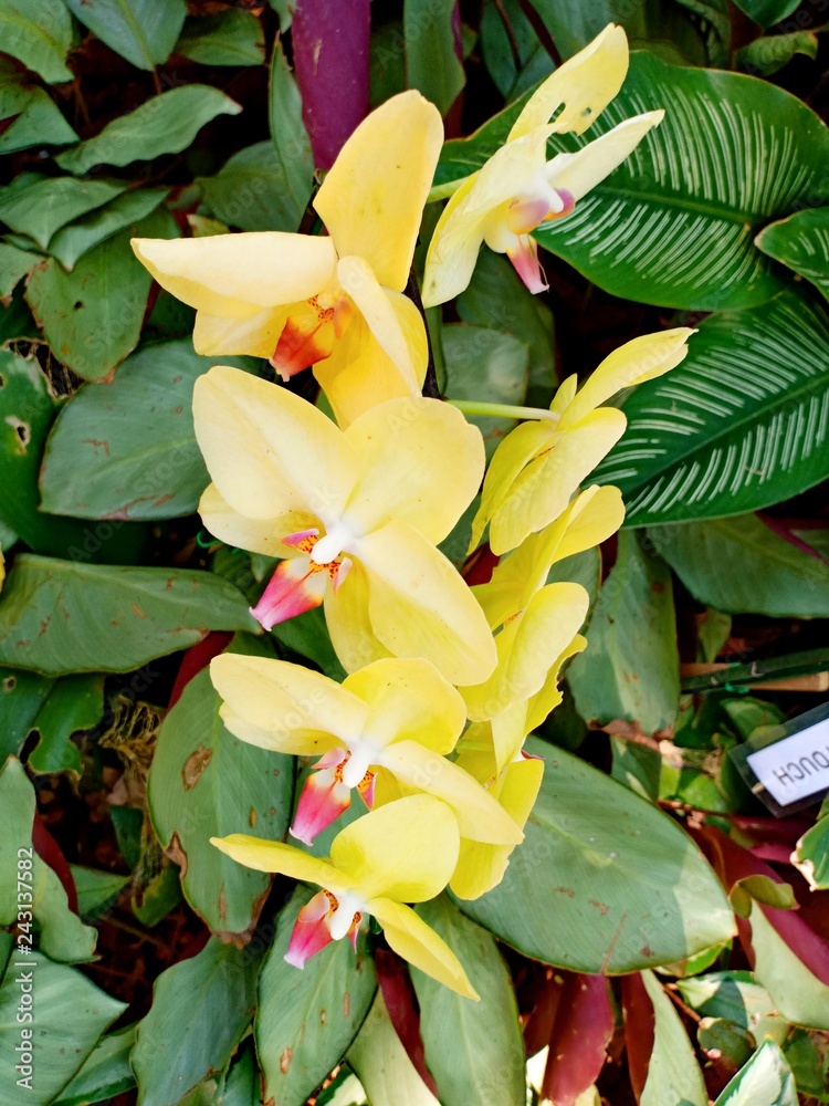 Orchid volume 45255