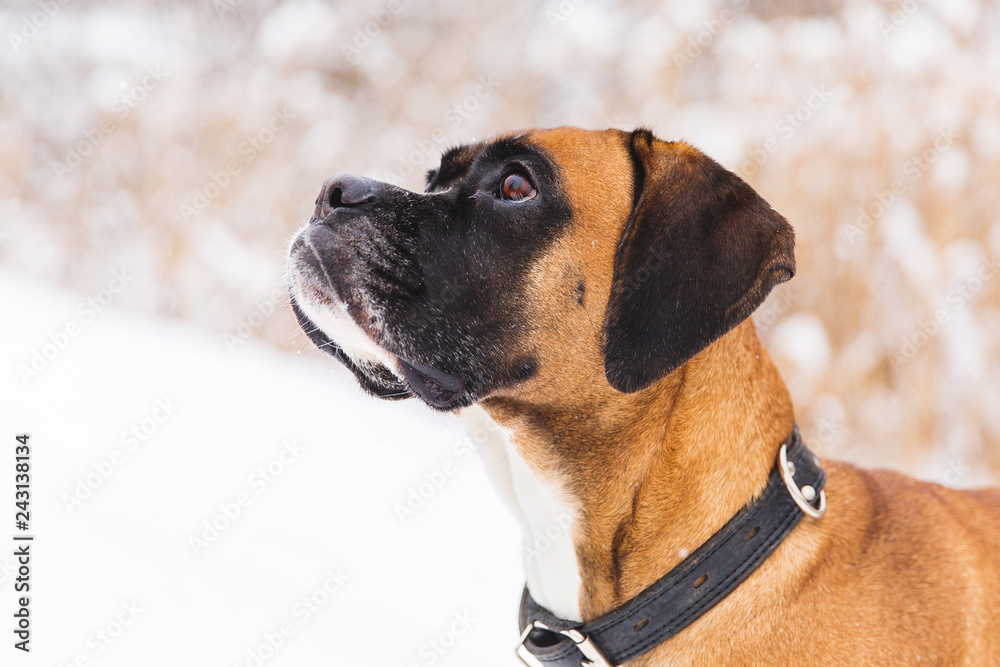 Portrait of brown pedigreed dog on the snow. Boxer.