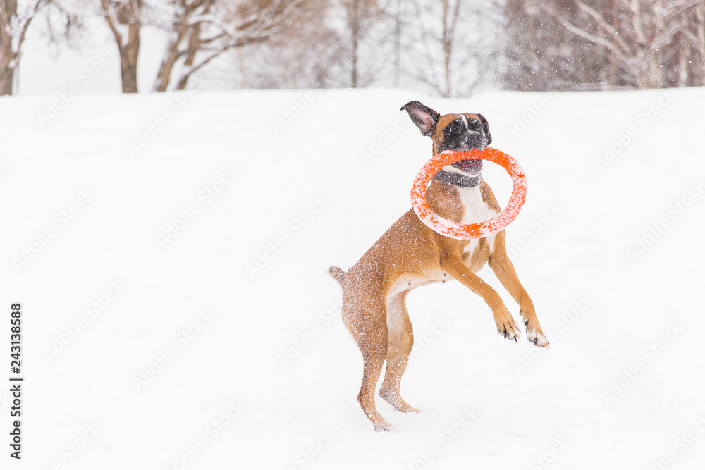Brown pedigreed dog playing with orange circle toy on the snow field. Boxer. Jumping dog