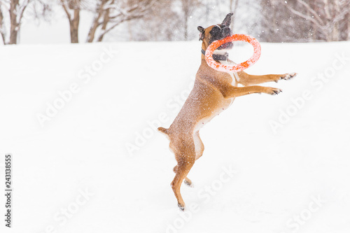 Brown pedigreed dog playing with orange circle toy on the snow field. Boxer. Jumping dog