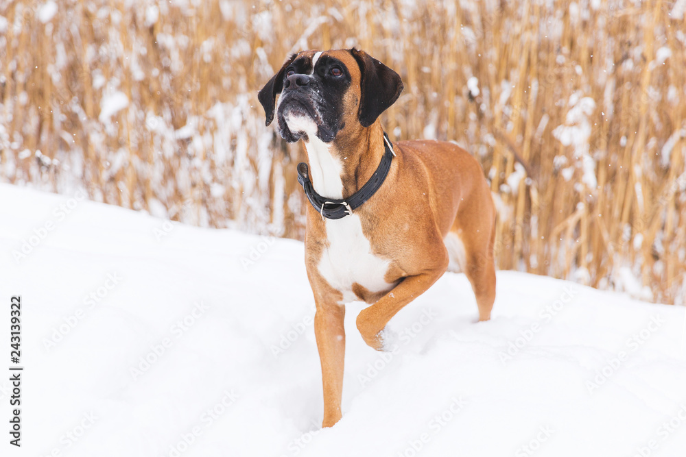 Brown pedigreed dog walking on the snowy field. Boxer. Beautiful hunter dog