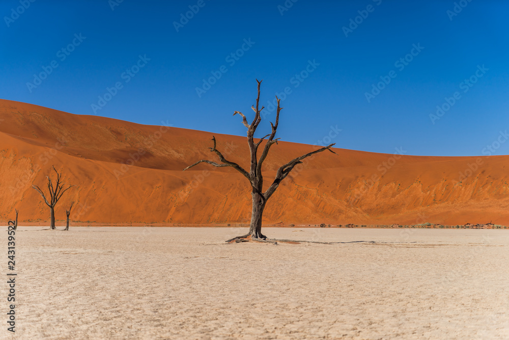 fossilized tree in namib desert deadvlei namib desert namibia