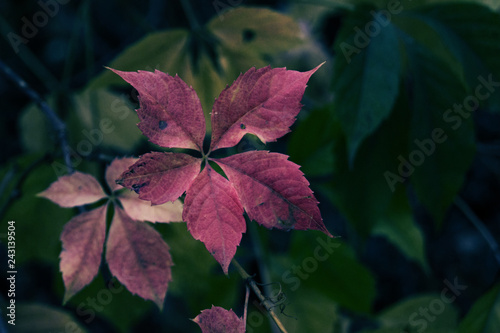 leaves © Анастасия Кашенко