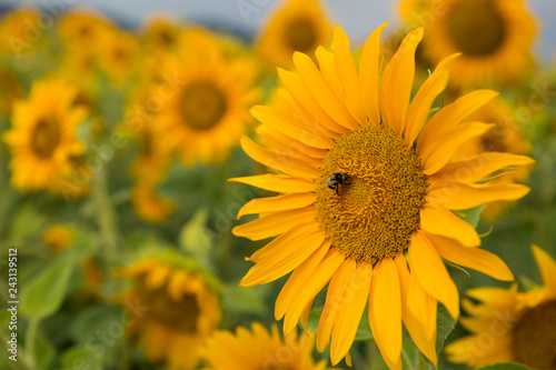 Fototapeta Naklejka Na Ścianę i Meble -  field yellow sunflowers
