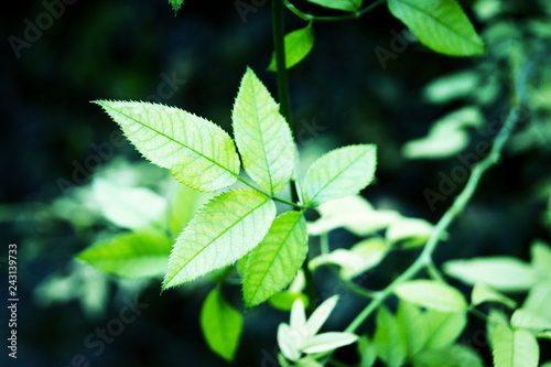 green leaves on background