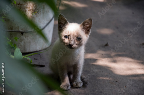 Siamese Shorthair cat is walking on the asphalt. Blue eyed little domestic kitten. Village pet. Creamy fur. Grey background © Oksana