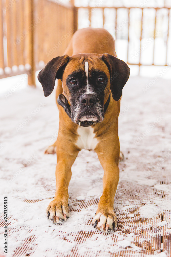 Portrait of brown pedigreed dog sitting in the wooden home. Boxer