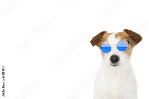 DOG SUMMER. FASHION JACK RUSSELL DOG WEARING BLUE MIRROR GLASSES ISOLATED ON WHITE BACKGROUND READY FOR BEACH. BANNER SPACE FOR TEXT. WHITE BACKGROUND.