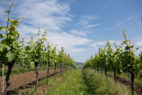 Wine field wineyard germany palatine