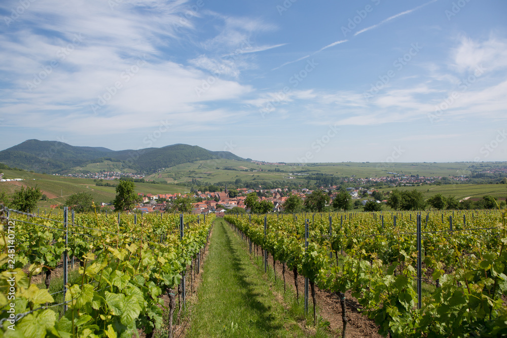 Wine fields wineyards germany