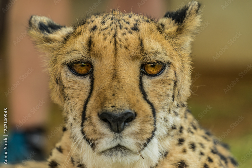 domesticated cheetah in Otjitotongwe Cheetah Guestfarm namibia domesticated cheetah in Otjitotongwe Cheetah Guestfarm namibia
