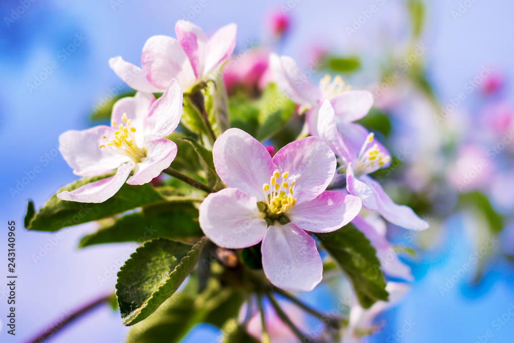 Fototapeta premium Apple blossom. Pink flowers on the branch of apple_