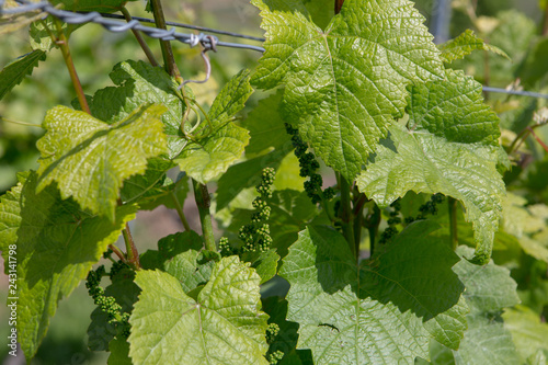 Wine leafs at spring
