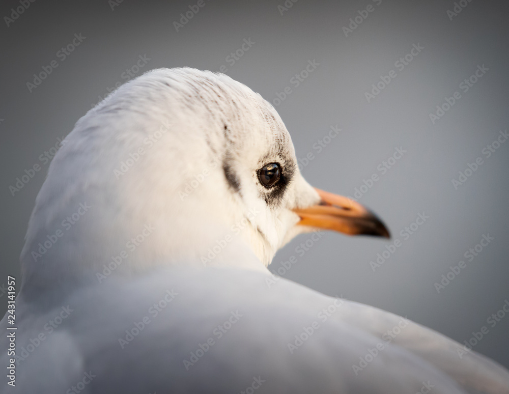 portrait of black-headed seagull in winter