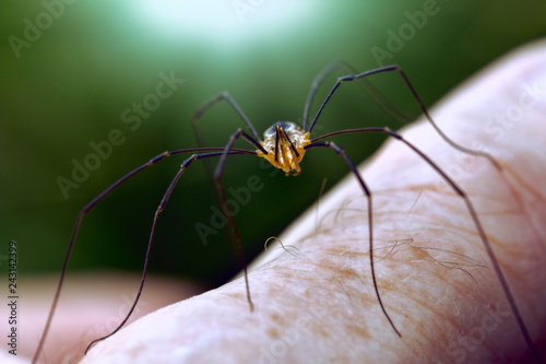 spider with long legs on human finger
