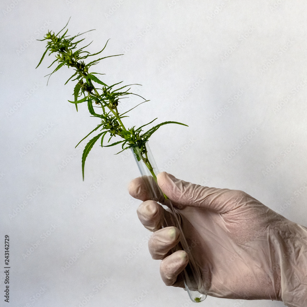 A hand in a white medical glove holding a test tube with a green cannabis sprout. The concept of marijuana and health, the legalization of drugs. A hand in a white medical glove holding a test tube with a green cannabis sprout. The concept of marijuana and health, the legalization of drugs.