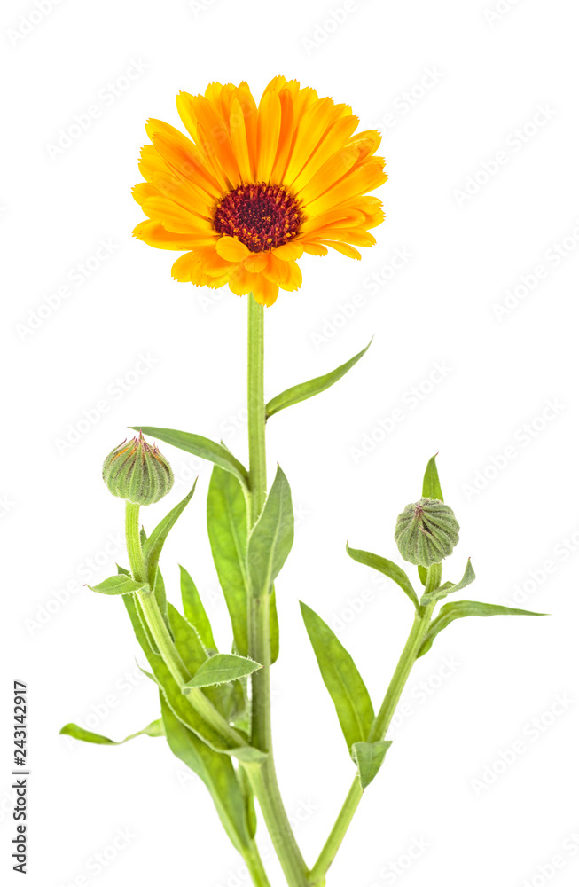 Fototapeta premium Marigold - Calendula officinalis isolated on white background
