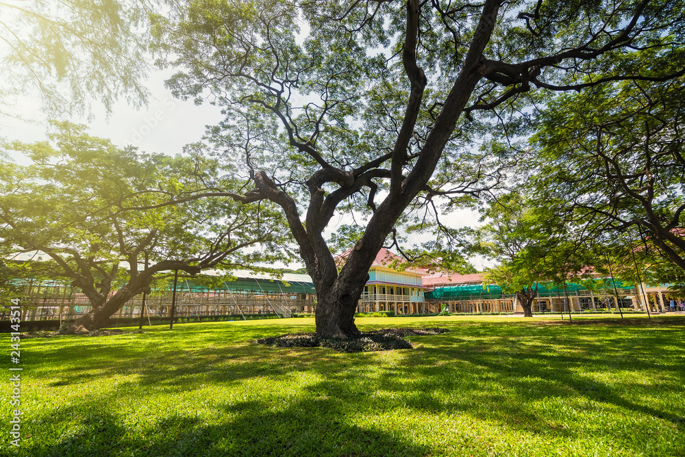Old and giant big tree on a green field with sunlight afternoon.Thailand. Old and giant big tree on a green field with sunlight afternoon.Thailand.