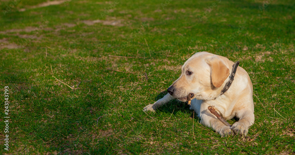 Happy Labrador Retriever Dog Sitting on the grass. Portrait Happy Labrador Retriever Dog Sitting on the grass. Portrait