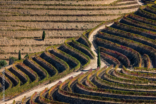 Highest Douro Wineyards