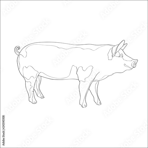 Vector illustration. Pig, side view. Line.