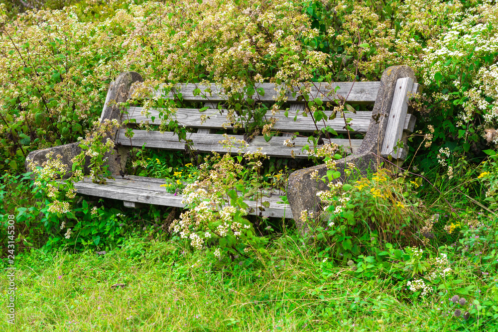 Fototapeta premium Wood bench overgrown with plants