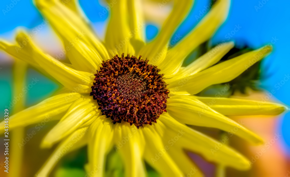 big bright flower in summer sun big bright flower in summer sun