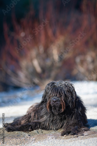 Mixed bergamasco shepherd dog.or in the sand photo