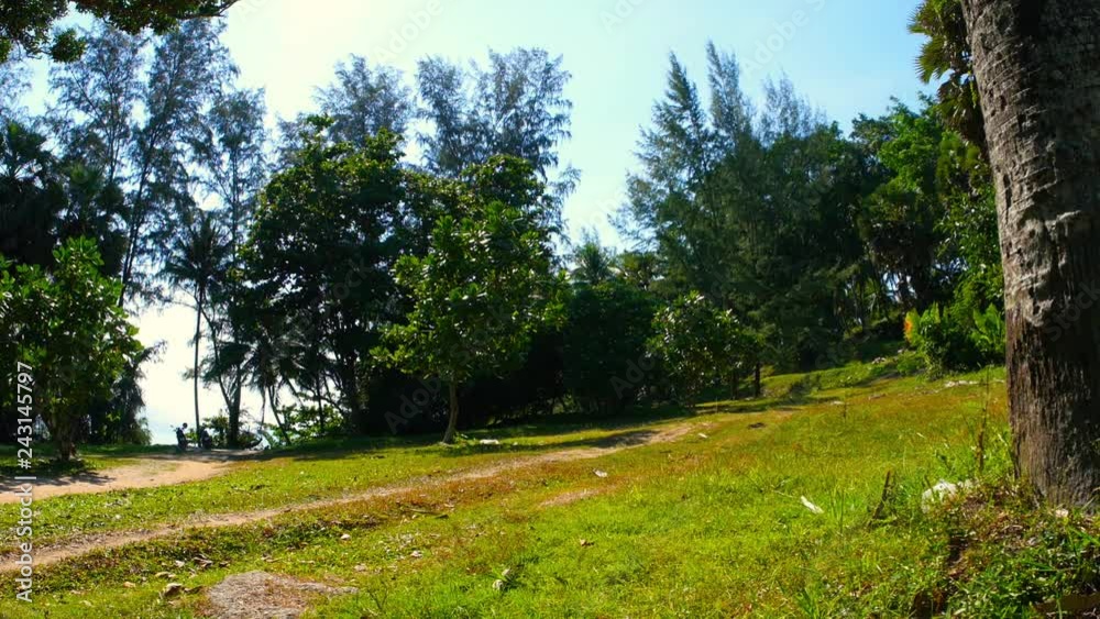 Views of the tropical forest with palm trees and clear blue sky.
Views of the tropical forest with palm trees and clear blue sky.
