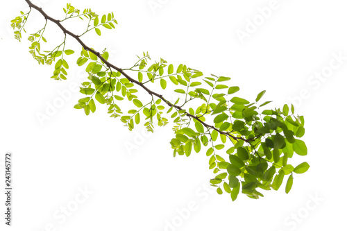 Monkey Flower Tree ( Fire of Pakistan ) and tree branch isolated on white background