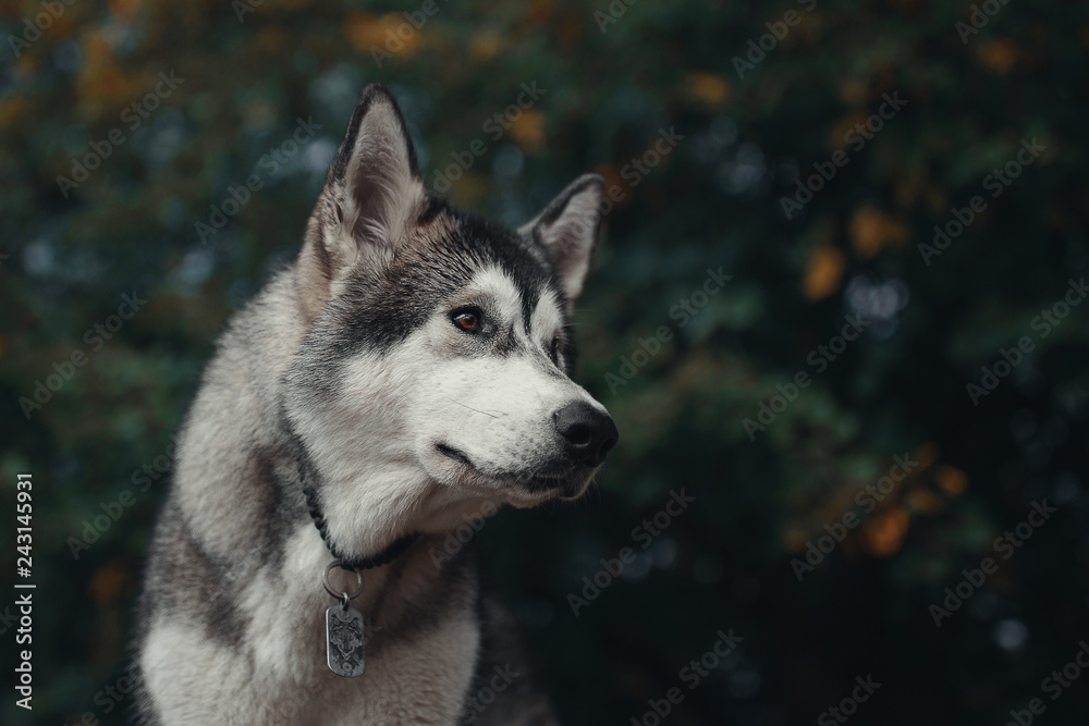 Portrait of dog Alaskan Malamute