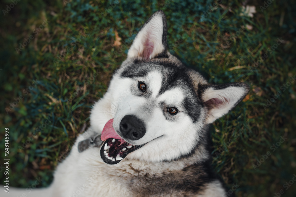 Portrait of dog Alaskan Malamute