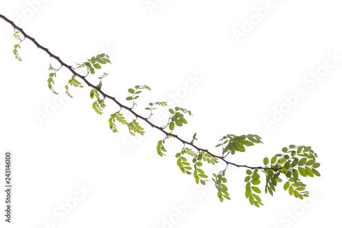 Monkey Flower Tree ( Fire of Pakistan ) and tree branch isolated on white background