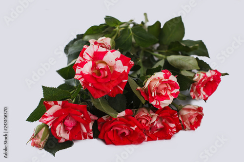 Bunch of osiria rose hybrid. Isolated on white. Close up. photo