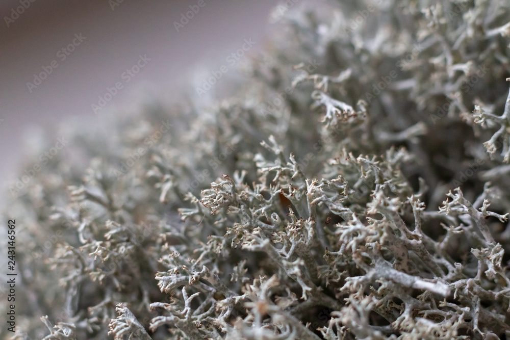 Macro shot. Dry gray forest moss. Selective focus. Lichen stabilized dried for landscape design moss close-up. Citraria medicinal healing Icelandic moss. Macro shot. Dry gray forest moss. Selective focus. Lichen stabilized dried for landscape design moss close-up. Citraria medicinal healing Icelandic moss.