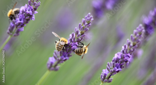 honey bees in lavender