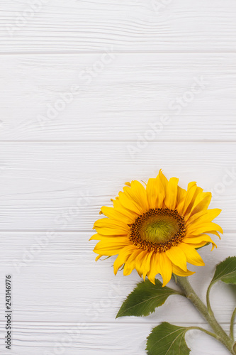 Yellow sunflower on white wooden background. Copy space, free space for text.