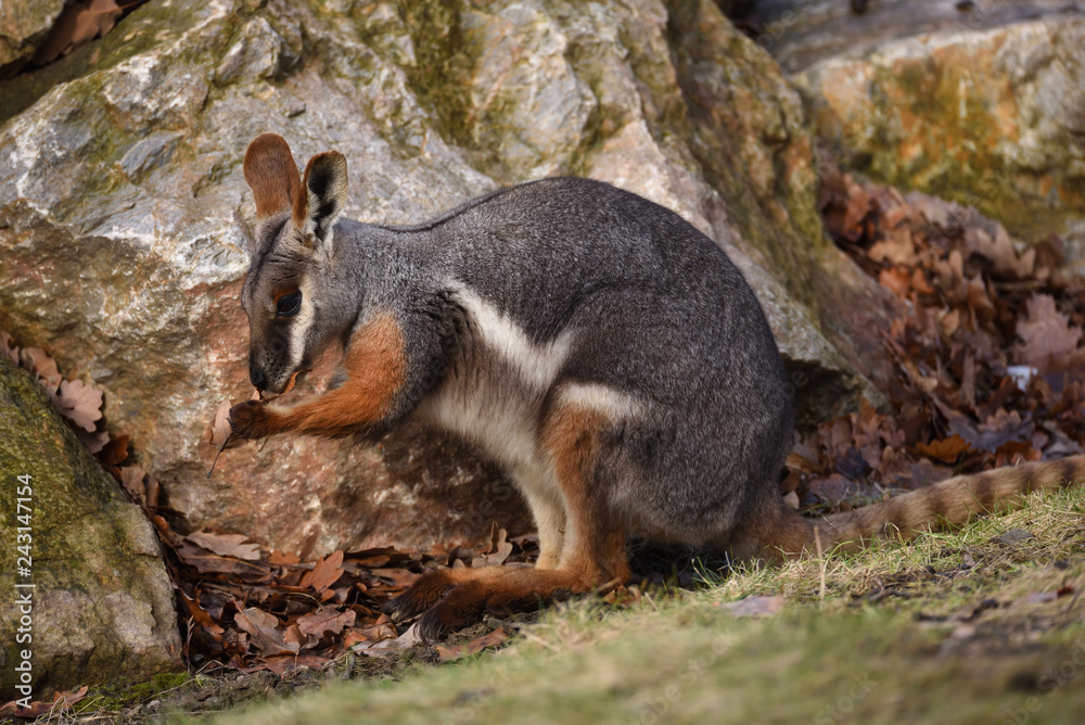 Naklejka premium Yellow-footed rock-wallaby (Petrogale xanthopus)