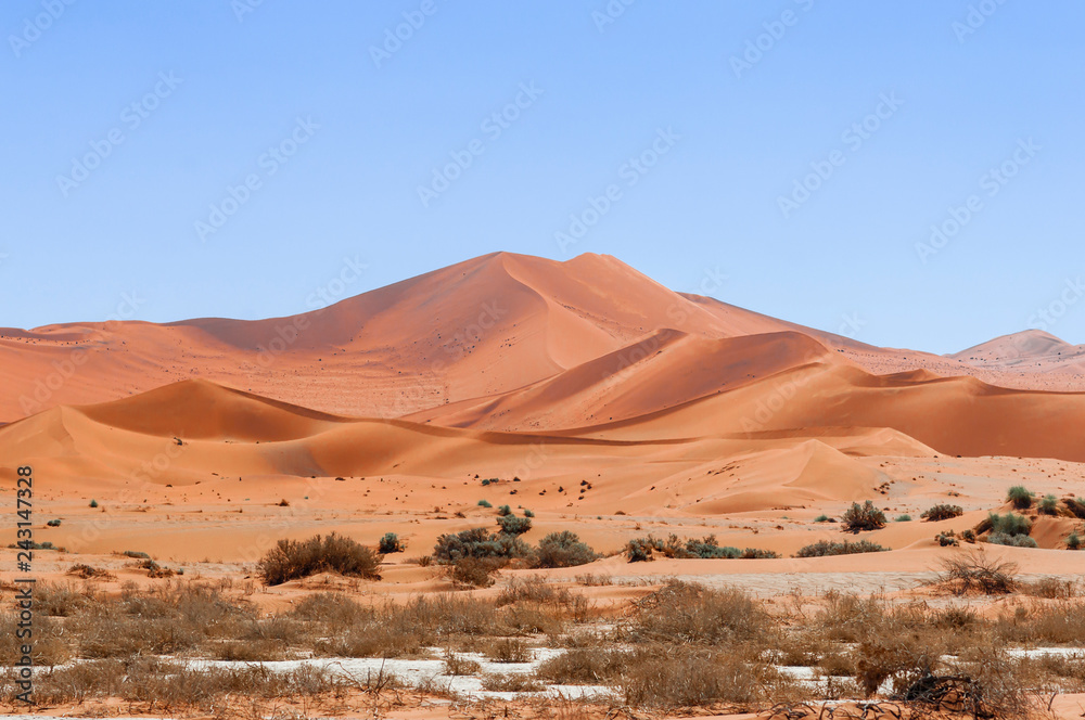 Dunes with acacia trees in the Namib desert / Dunes with acacia trees in the Namib desert, Namibia, Africa.