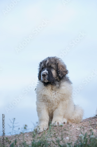 Cachorros de mastín del pirineo