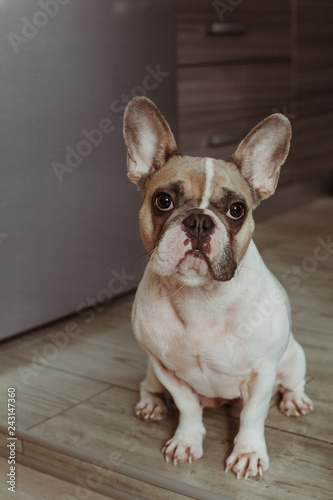 Portrait of french bulldog © Виктория Карлова