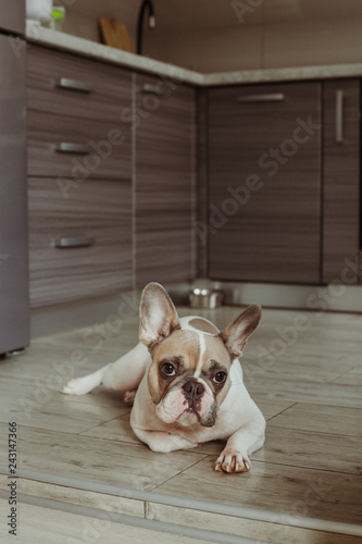 Portrait of french bulldog © Виктория Карлова