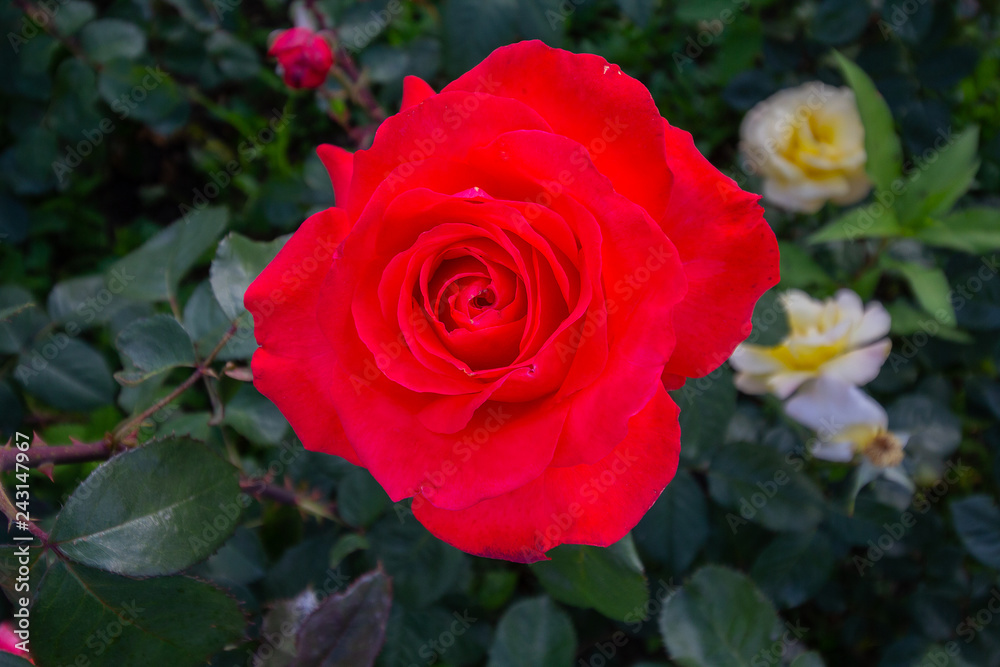 Red rose on the branch in the garden