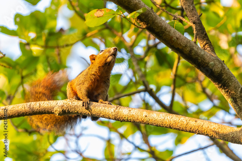 Brown squirrel on a perch in a park © phichak