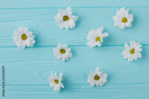 Chamomile flower heads on blue wooden background. Top view, flat lay. © DenisProduction.com