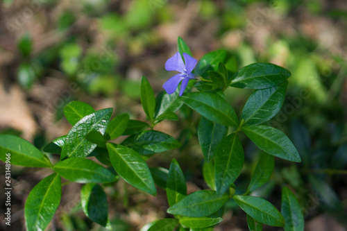 violet little flower